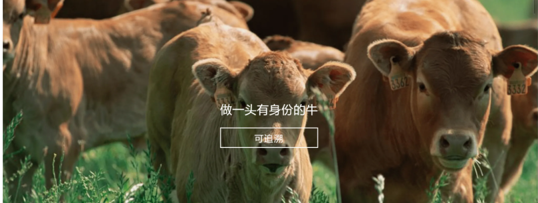 华亿网站_华亿(中国)参与制定《牛肉追溯技术规程》国家标准 助力牛肉产品“从产地到餐桌”追溯管理上行快车道